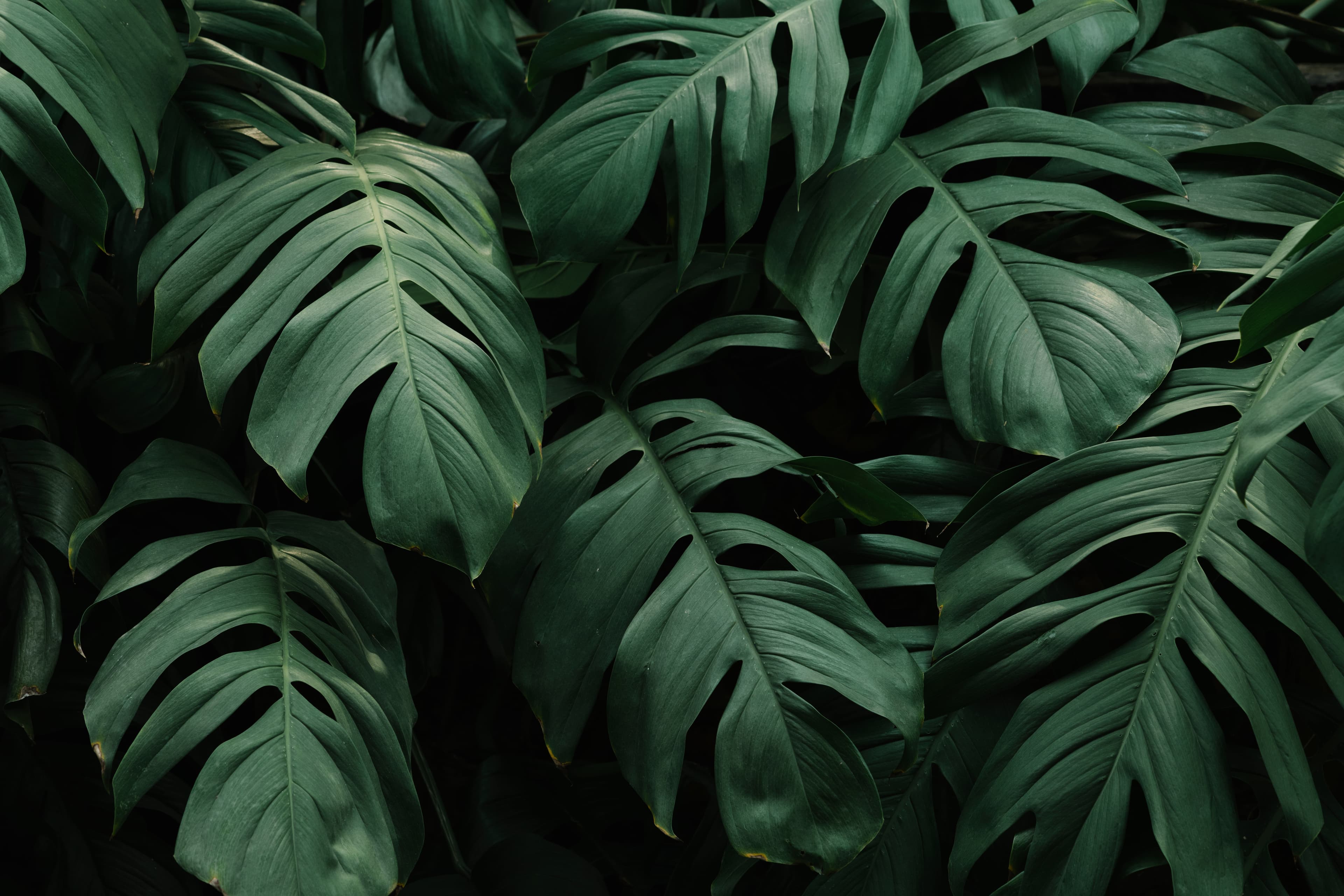 Fondo tropical de Edén de Jade